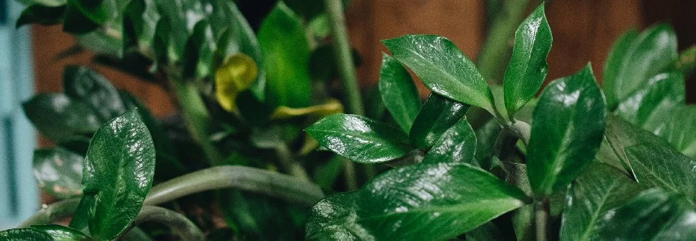 Grüne Blätter einer Pflanze